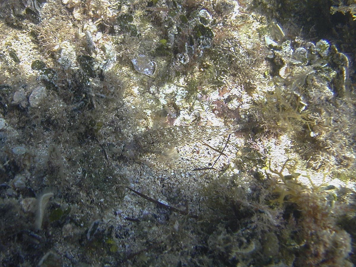 Gobius bucchichi